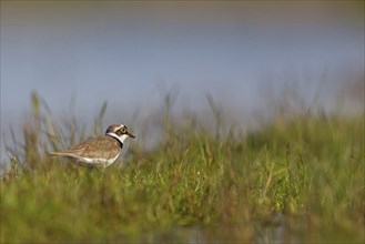 Little Ringed Plover, Little Plover, Charadrius dubius, Petit Gravelot, Chorlitejo Chico, Hides De