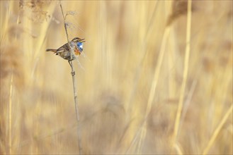 White-throated bluethroat (Luscinia svecica), Luscinia svecicus, Hockenheim, Baden-Württemberg,