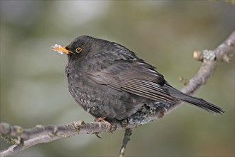 Blackbird (Turdus merula), one, individual, biotope, habitat, perch, garden, Neuhofen,