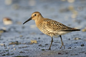 Animal, Animals, Bird, Birds, dunlin (Calidris alpina), Snipe bird, Heligoland, Heligoland,