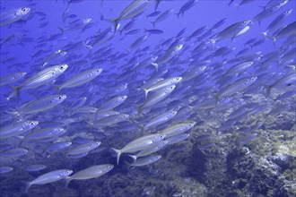 A large school of striped fish, boops boops, swim in the deep blue underwater world. Dive site Las