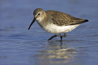 Dunlin (Calidris alpina), Bécasseau variable, Correlimos Comun, Ft. De Soto Park, St. Petersburg,