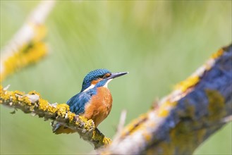 A common kingfisher (Alcedo atthis), River Kingfisher, Lower Saxony, Federal Republic of Germany