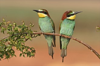 Bee-eater, (Merops apiaster), pair on perch, Bad Dürkheim district, Rhineland-Palatinate, Germany,