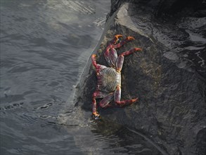 A red rock crab (Grapsus adscensionis) climbs over a wet rock at the water's edge. Puerto de