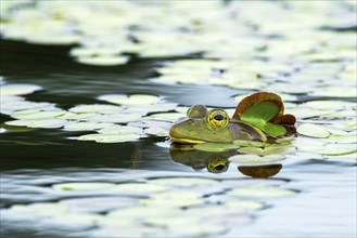 Bull frog. Lithobates catesbeianus, . Bull frog floating on a lake and warming up at the sun. La