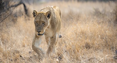 Lion (Panthera leo), adult female, walking through dry grass, African savannah, Kruger National