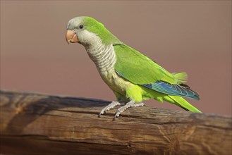 Monk parakeet (Myiopsitta monachus), Conure veuve, Cotorra argentina, Fuerteventura, Canary