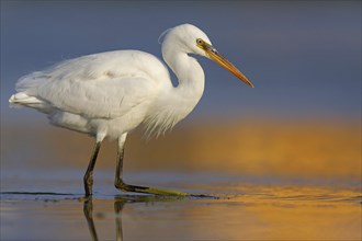 Western Reef Heron, Western Reef-Heron, Western Reef-Egret, (Egretta gularis), Garceta Dimorfa,