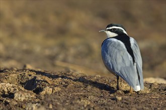 Crocodile-bird, (Pluvianus aegytpticus), Crocodile-bird, Egyptian Plover, Pluvian fluviatile,