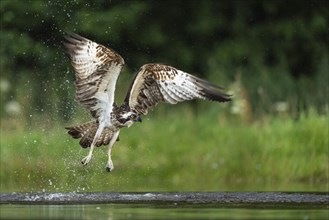 Western osprey (Pandion haliaetus) hunting, Aviemore, Scotland, Great Britain