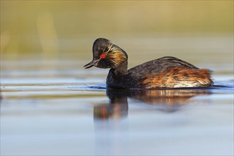 Black-necked grebe (Podiceps nigricollis), swimming in the water, Hides de El Taray / Floating Hid,