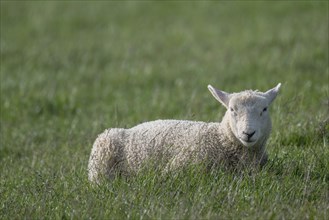 Lamb on the dyke, Hauke-Haien-Koog, North Frisia, Schleswig-Holstein, Germany, Europe