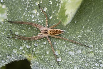 Nursery web spider (Pisaura mirabilis), Emsland, Lower Saxony, Germany, Europe