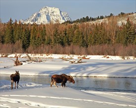 A cow elk (Alces alces), Wyoming, United States, North America