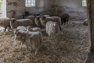 Sheep in a straw-bedded barn, Soay sheep in the front, no longer need to be shorn, black-headed