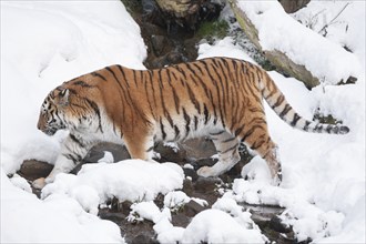 Siberian tiger (Panthera tigris altaica) running in the snow, captive, Germany, Europe