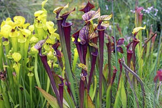 Trumpet pitchers (Sarracenia), Botanical Garden, Erlangen, Middle Franconia, Bavaria, Germany,