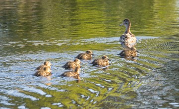 Eurasian teal (Anas crecca), female with seven chicks, swimming in a pond reflecting the green of