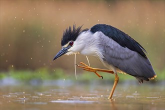 Black crowned night heron (Nycticorax nycticorax) hunting, fishing, sunrise, rainy weather, plumage