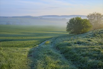 Morning landscape with meadows and trees in the fog, sunrise behind hills, Mönchberg, Miltenberg,