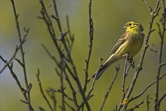 Yellowhammer (Emberiza citrinella), Ormoz area, Ormoz, Podravska, Slovenia, Europe