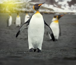 A penguin colony in Antarctica, portrait of a king penguin in the antarctic