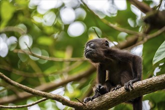 Juvenile mantled howler (Alouatta palliata) sitting in a tree, Cahuita National Park, Costa Rica,