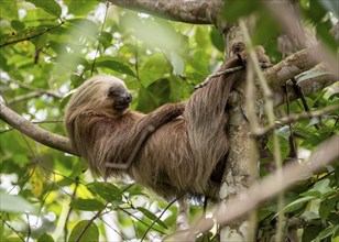 Hoffmann's two-toed sloth (Choloepus hoffmanni) on a branch, Cahuita National Park, Costa Rica,