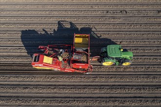 Potato harvesting, so-called split harvesting method, first the tubers are taken out of the ground