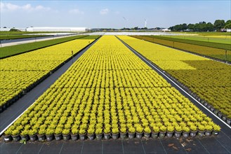 Horticultural business, broom heather plants, in flower pots, outdoors, Calluna vulgaris, North