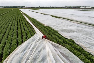 Potato field, fleece cover is removed, the fleece is intended to protect against weather