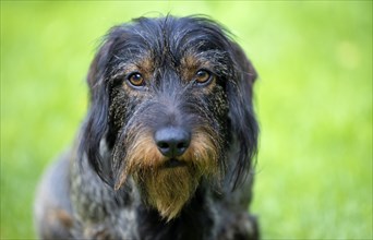 Rough-haired dachshund (Canis lupus familiaris) puppy, male, 3 years, animal portrait, meadow,