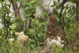 Willow ptarmigan (Lagopus lagopus) Hen, Lofoten, Norway, Scandinavia, Europe