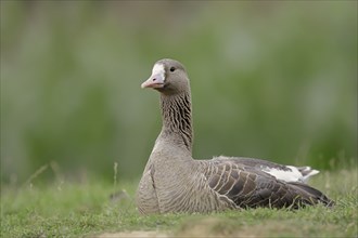 Greater White-fronted Goose (Anser albifrons), North Rhine-Westphalia, Germany, Europe