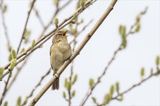 A common chiffchaff (Phylloscopus collybita) singing on a willow branch with buds, Hesse, Germany,