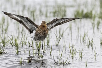 Black-tailed Godwit (Limosa limosa), Lower Saxony, Germany, Europe