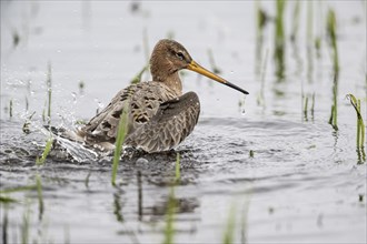 Black-tailed godwit (Limosa limosa), bathing, Lower Saxony, Germany, Europe