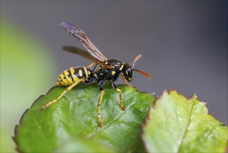 Field wasp (Polistes dominula), Germany, Europe