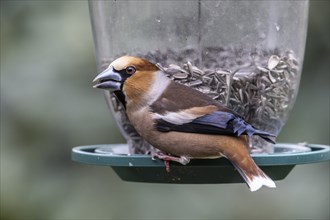 Hawfinch (Coccothraustes coccothraustes) at the feeder, Emsland, Lower Saxony, Germany, Europe