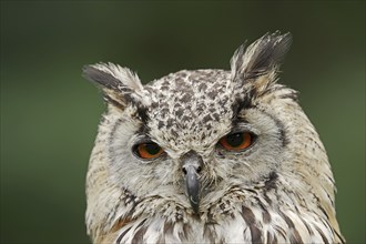 Bengal Eagle Owl or Indian Eagle Owl (Bubo bengalensis, Bubo bubo bengalensis), portrait, captive,