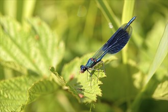 Banded demoiselle (Calopteryx splendens) sitting on a green leaf, with prey in mouthparts, North