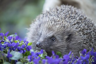 European hedgehog (Erinaceus europaeus) adult animal on flowering garden violet plants in the