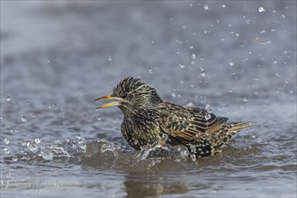 European starling (Sturnus vulgaris) adult bird bathing in a puddle of water, England, United