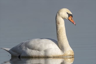 Mute swan (Cygnus olor) swimming on the water of a lake, Bas-Rhin, Alsace, Grand Est, France,