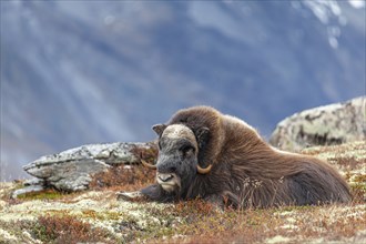 Musk ox (Ovibos moschatus), lying, quiet, autumn tundra, mountains, Dovrefjell National Park,