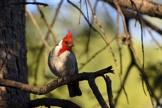 Red-crested cardinal (Paroaria coronata) or red-crested cardinal, seen in Buenos Aires, Argentina,