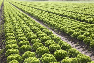 Lettuce crop growing in field near Hollesley, Suffolk, England, United Kingdom, Europe