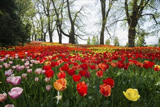 Park and flower meadow with colourful tulips, Mainau Island, Lake Constance, Baden-Württemberg,