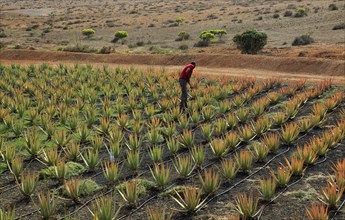 Aloe vera plants commercial cultivation, Tiscamanita, Fuerteventura, Canary Islands, Spain, Europe